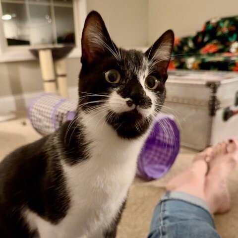 BACARDI - Domestic Short Hair available for adoption