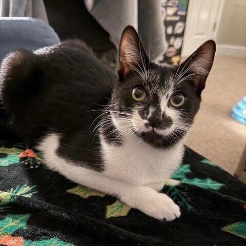 BACARDI - Domestic Short Hair available for adoption