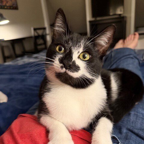 BACARDI - Domestic Short Hair available for adoption