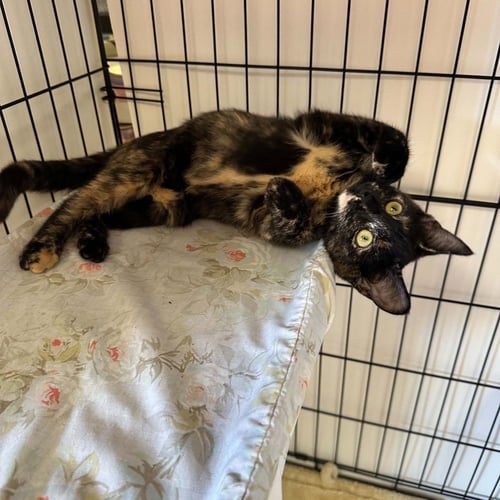GOOD N PLENTY - Domestic Short Hair available for adoption