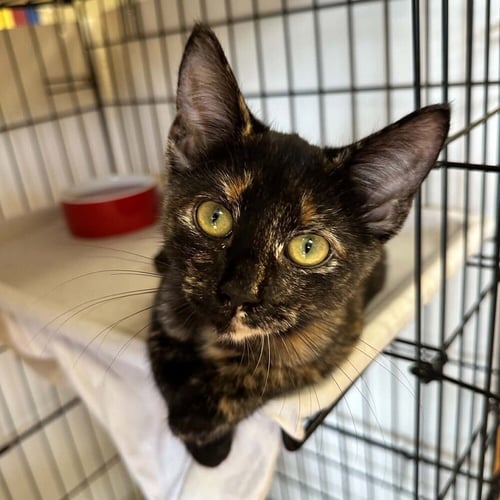GOOD N PLENTY - Domestic Short Hair available for adoption