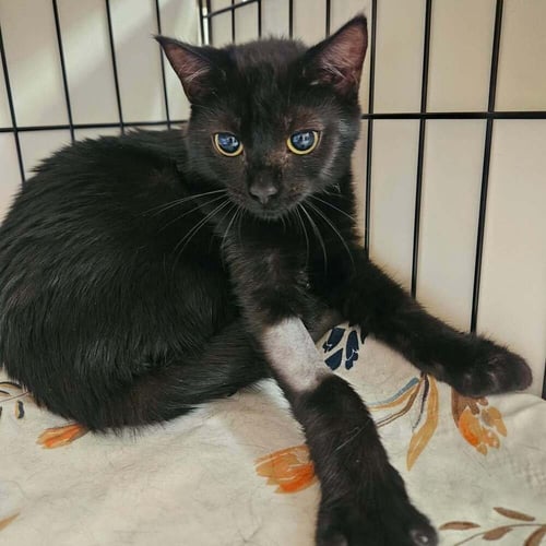 AGAVE - Domestic Short Hair available for adoption