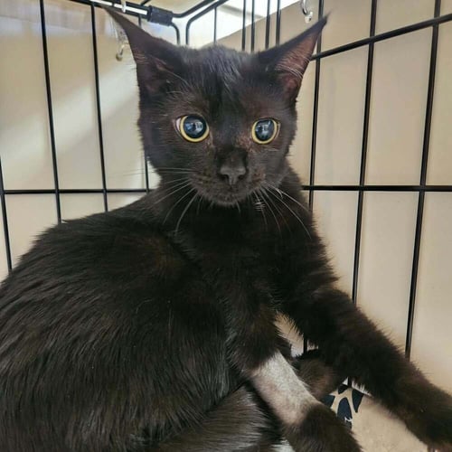 AGAVE - Domestic Short Hair available for adoption
