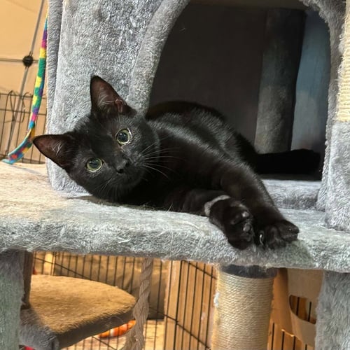 AGAVE - Domestic Short Hair available for adoption