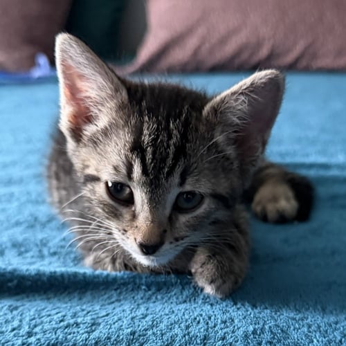 ARUN - Domestic Short Hair available for adoption