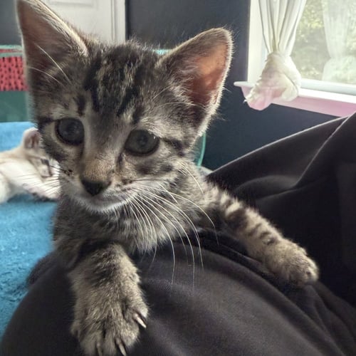 ARUN - Domestic Short Hair available for adoption