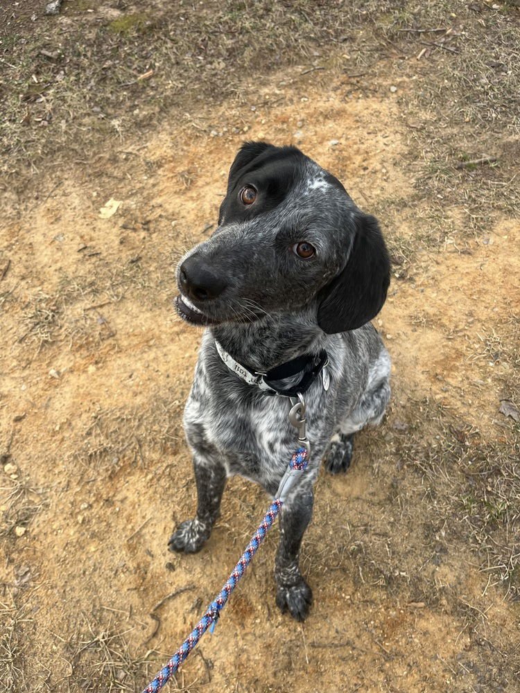 JAKE - Terrier available for adoption
