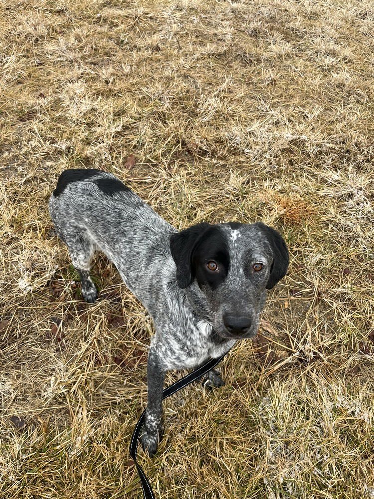 JAKE - Terrier available for adoption