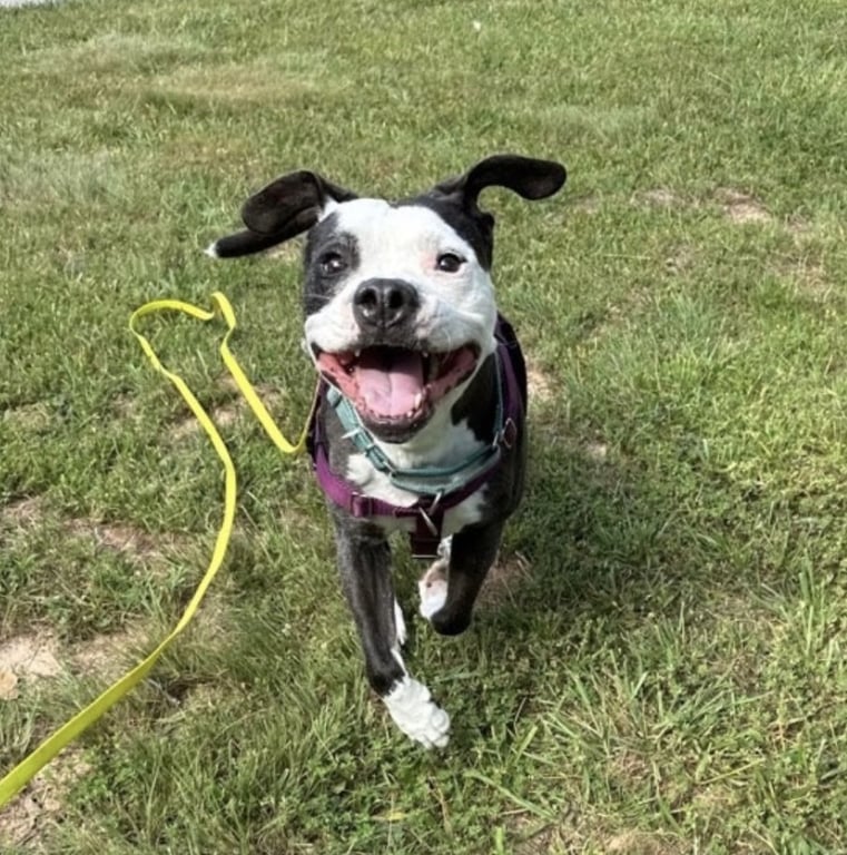 Domino Image
