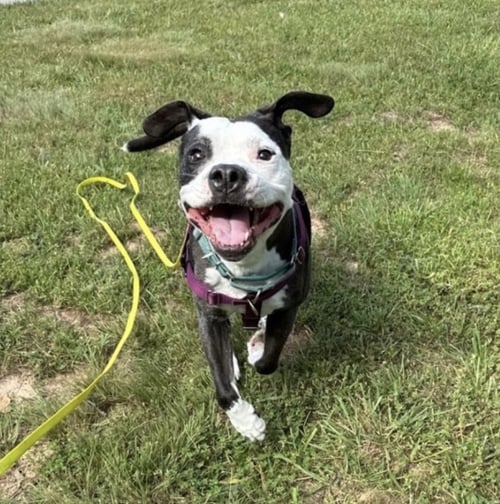 DOMINO - Pit Bull Terrier available for adoption