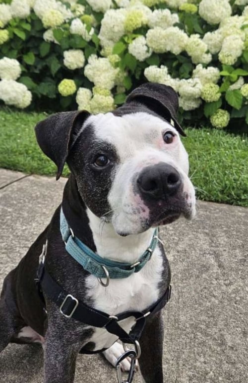 DOMINO - Pit Bull Terrier available for adoption