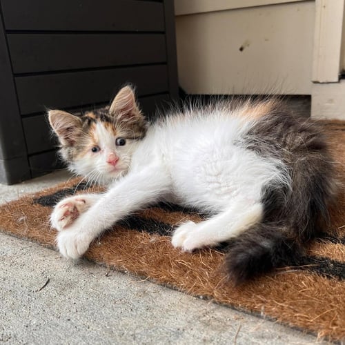 BRAILLE - Domestic Long Hair available for adoption