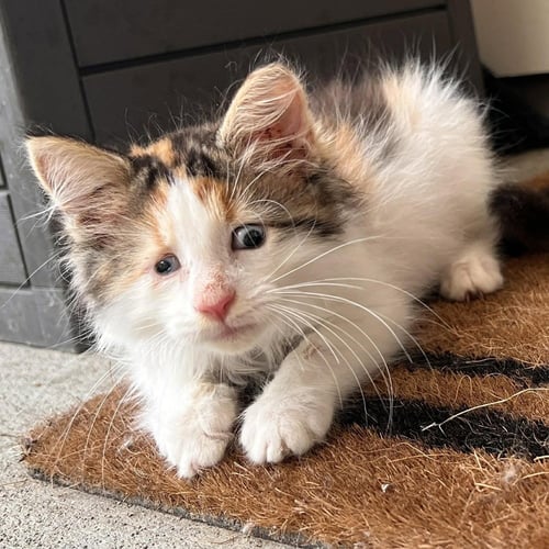BRAILLE - Domestic Long Hair available for adoption