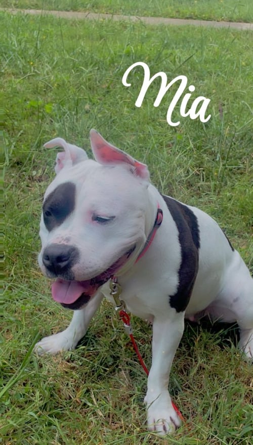 MIA - Staffordshire Bull Terrier available for adoption