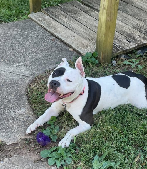MIA - Staffordshire Bull Terrier available for adoption