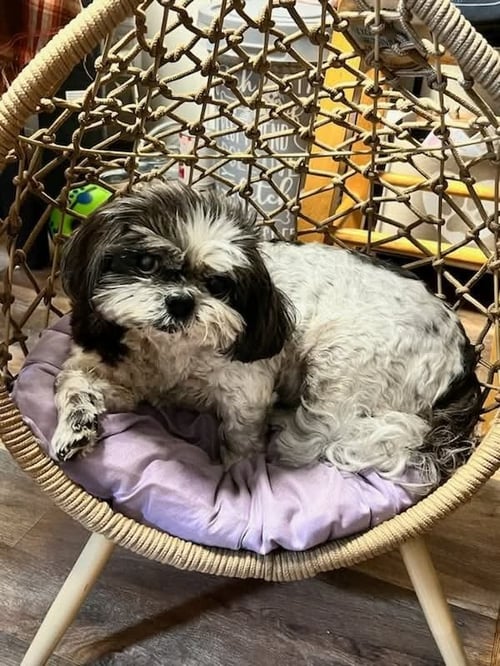 MAGGIE - Shih Tzu available for adoption
