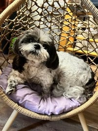Maggie - Photo 1