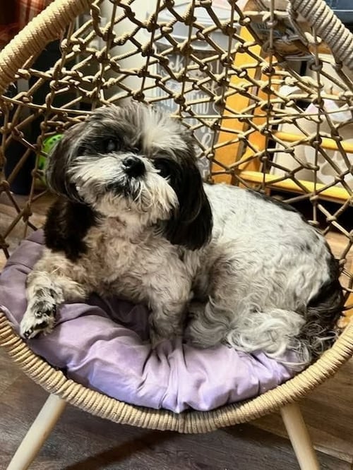 MAGGIE - Shih Tzu available for adoption