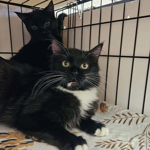 LEMON VINE - Domestic Medium Hair available for adoption