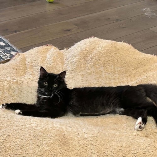 LEMON VINE - Domestic Medium Hair for adoption in Asheville