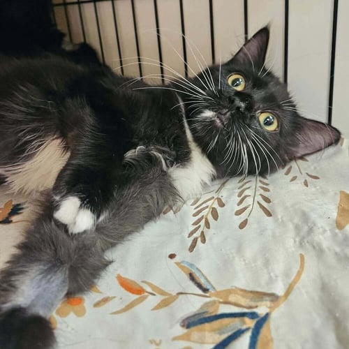 LEMON VINE - Domestic Medium Hair available for adoption