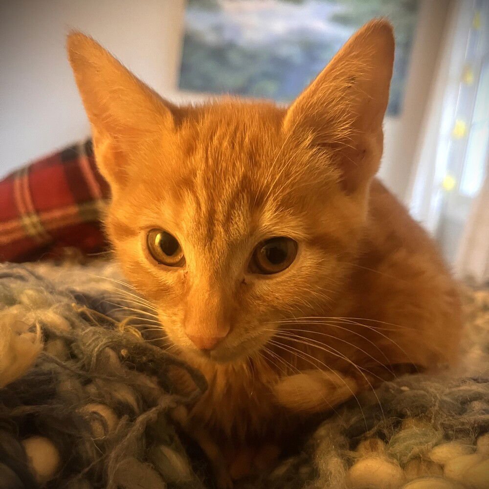 KAIDEN - Domestic Short Hair available for adoption