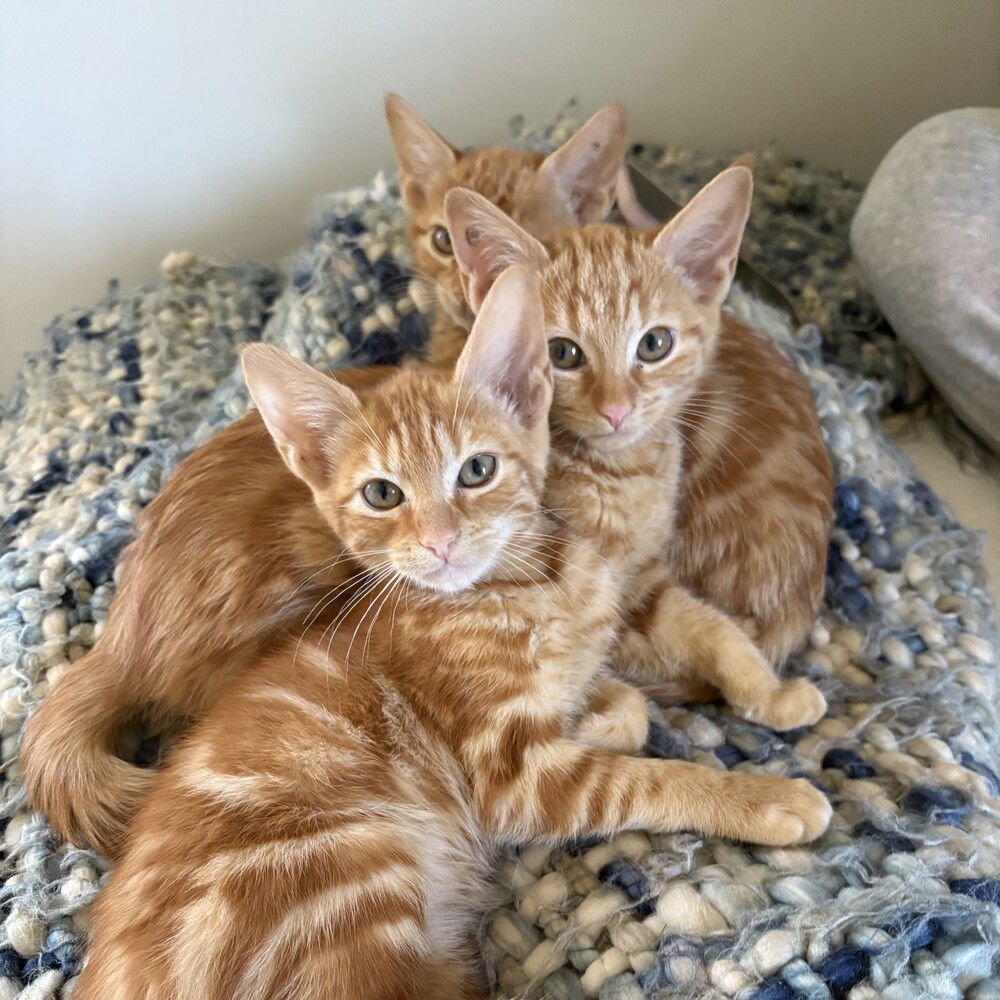 KAIDEN - Domestic Short Hair available for adoption