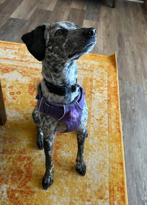 LITTY - Pointer available for adoption