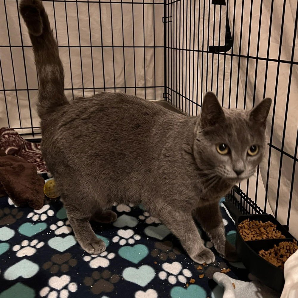 CORLATTA - Domestic Short Hair available for adoption