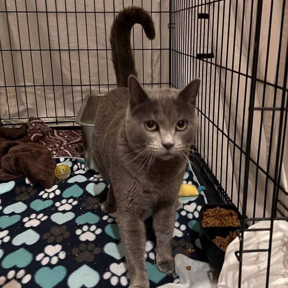 CORLATTA - Domestic Short Hair available for adoption