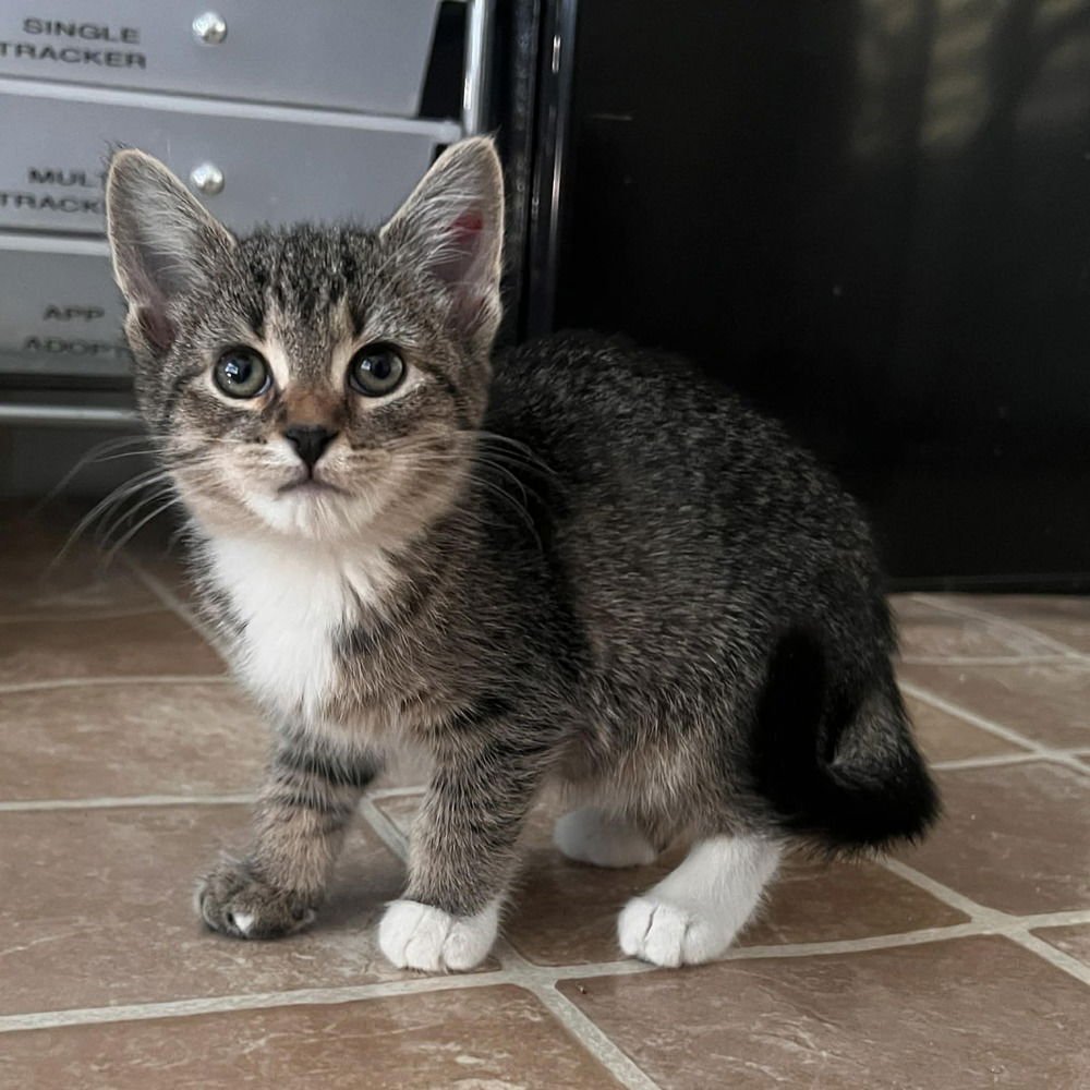 HICKORY - Domestic Short Hair available for adoption