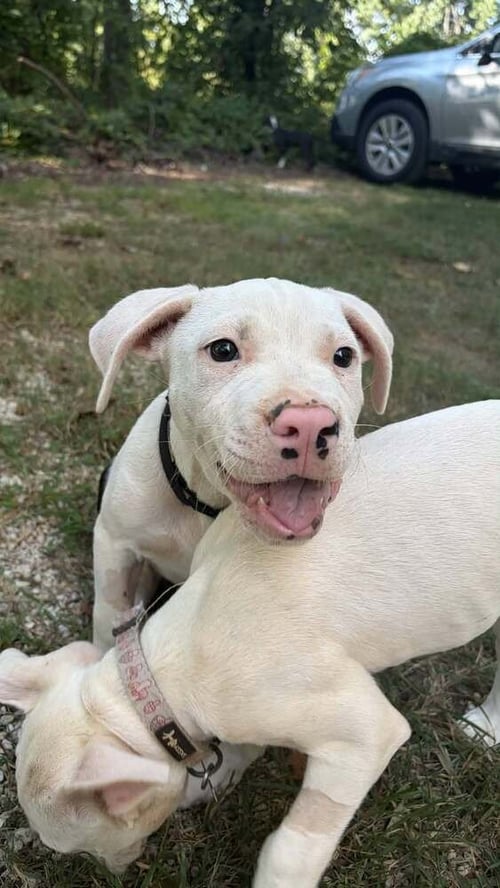CARLSBAD CAVERNS - Terrier available for adoption