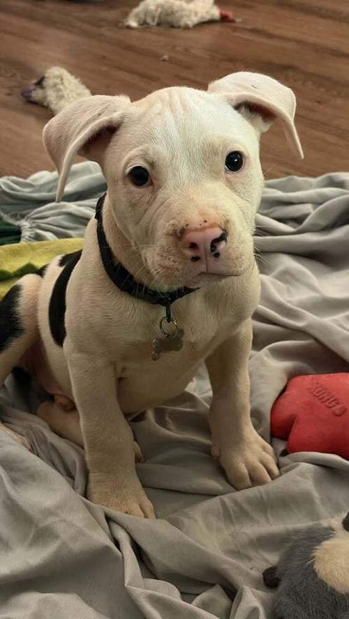 CARLSBAD CAVERNS - Terrier available for adoption