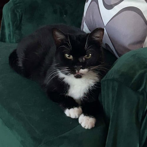 FIDDLE - Domestic Short Hair available for adoption