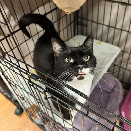 FIDDLE - Domestic Short Hair available for adoption