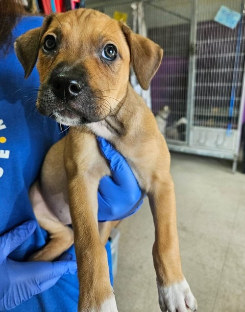 HELEN - Terrier available for adoption