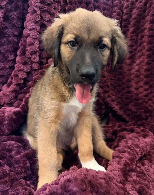 BARNABY JONES - Terrier available for adoption