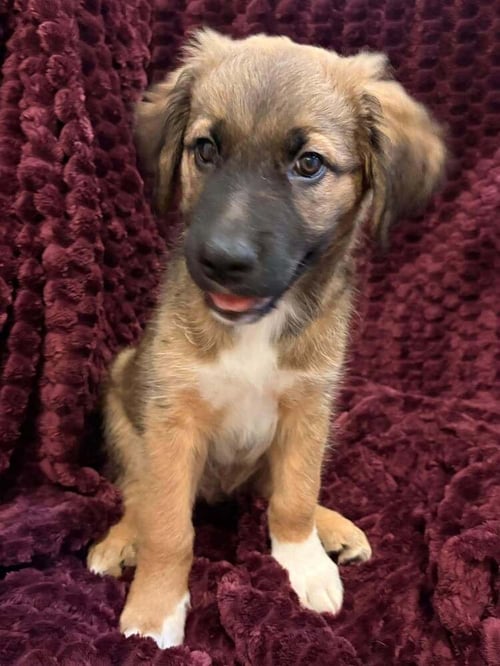 BARNABY JONES - Terrier available for adoption