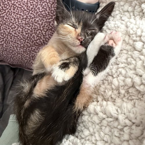 CASSIDY - Domestic Short Hair available for adoption