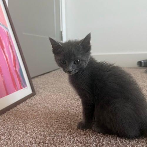 BETTA - Domestic Short Hair available for adoption