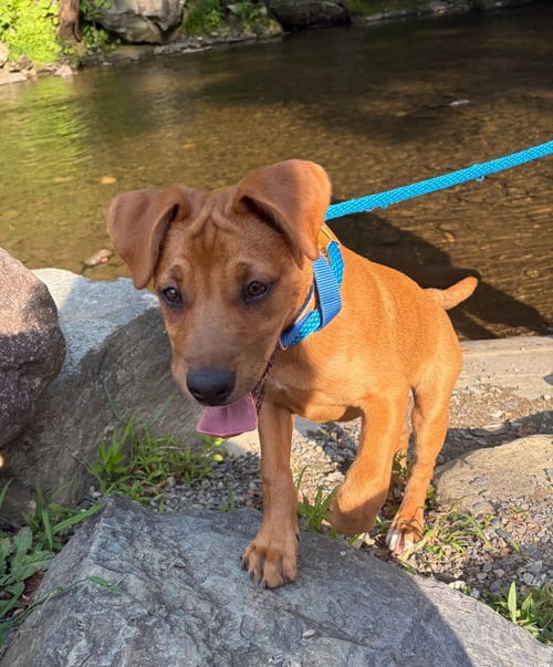 JAX - Terrier available for adoption