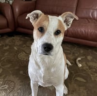 Buddy - Photo 2
