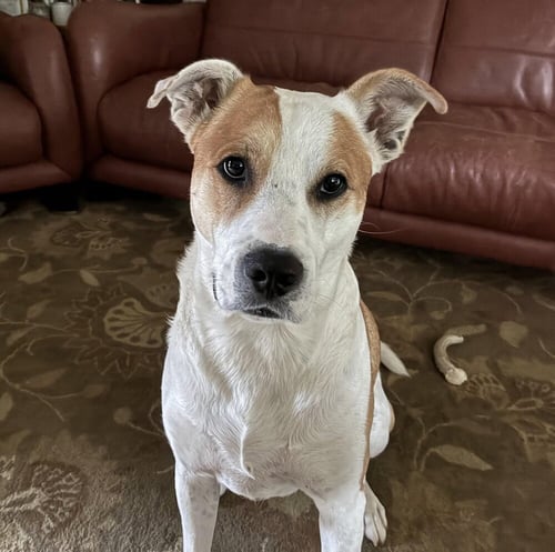 BUDDY - Terrier available for adoption