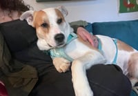 Buddy - Photo 4