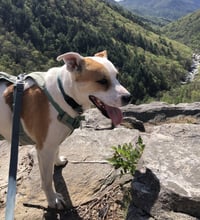 Buddy - Photo 3