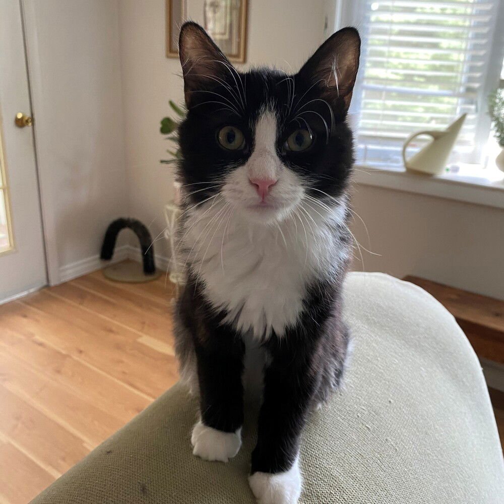 DAISY - Domestic Medium Hair available for adoption