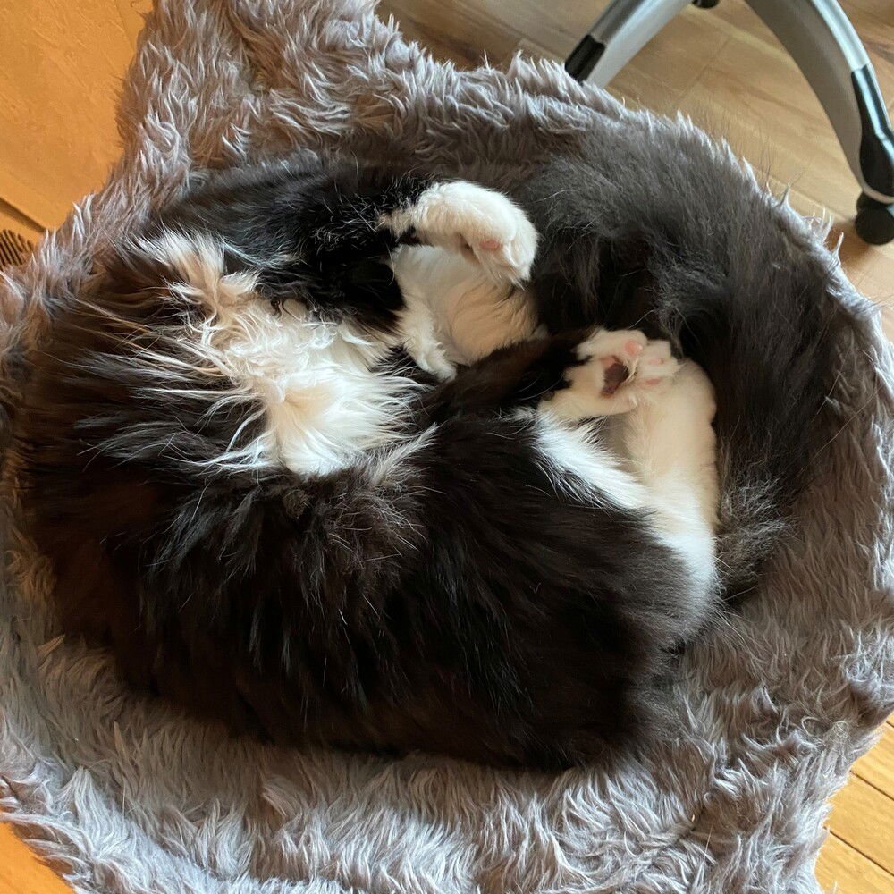 DAISY - Domestic Medium Hair available for adoption