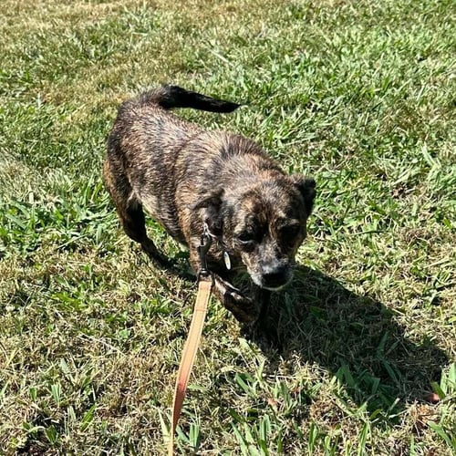 ANNIE - Terrier available for adoption