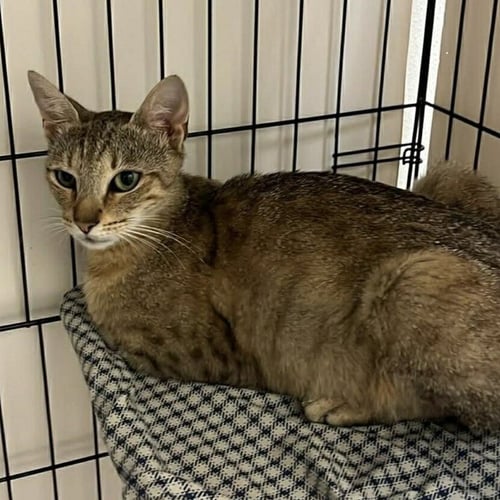 RHEA - Domestic Short Hair for adoption in Asheville