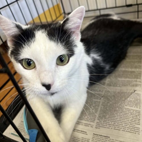 NELSON - Domestic Short Hair available for adoption